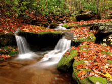 a small waterfall surrounded by leaves and moss in the woods