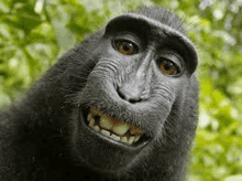 a close up of a monkey taking a selfie with trees in the background .