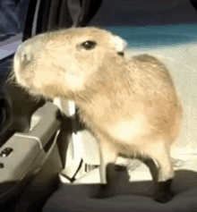 a small animal is standing in the back seat of a car looking out the window