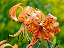 a close up of a flower with spots on it