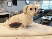 a dachshund is sitting next to a glass of wine