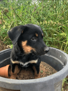 a black and brown puppy is sitting in a black container