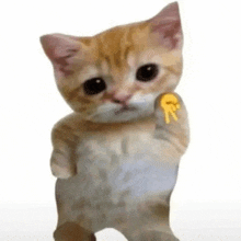 a kitten is standing on its hind legs and giving a thumbs up .