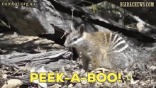 a picture of a squirrel with the words peek-a-boo