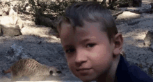 a young boy is looking at a meerkat in a zoo enclosure .