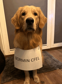 a dog wearing a sign that says bormin cfel on it