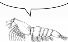 a black and white drawing of a shrimp with a speech bubble behind it