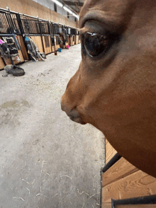 a close up of a horse 's face with a stable in the background