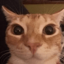 a close up of a cat 's face looking at the camera with big eyes .