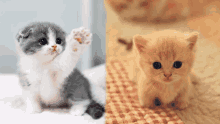 two kittens are sitting next to each other and one is waving