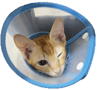 a cat wearing a cone with a blue trim