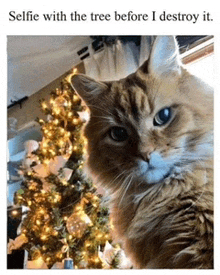 a cat is taking a selfie with a christmas tree behind it