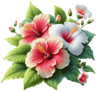 a bunch of pink and white hibiscus flowers with green leaves