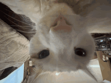 a close up of a white cat 's face looking up at the camera