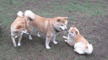 three dogs are standing and laying in the grass