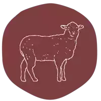 a drawing of a sheep standing on a red background