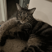 a cat laying on a carpet with its paw on its head