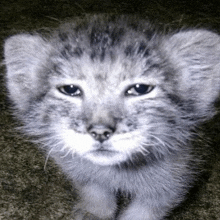 a black and white photo of a kitten with a sad look on its face .