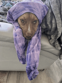 a dog is wrapped in a purple tie dye sweatshirt