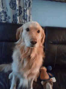 a dog sitting on a couch with a stuffed animal in front of it