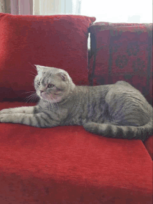 a cat is laying on a red couch