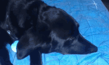 a black dog laying on a blue blanket with a blue collar