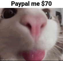 a close up of a cat 's face with the words paypal me $ 70 on top