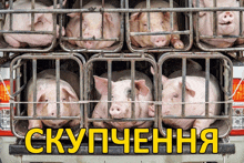 a bunch of pigs are in a truck with the word " скупчення " in yellow letters