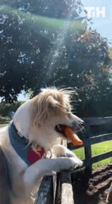 a dog with a frisbee in its mouth is standing on a wooden fence with the letters th visible in the background