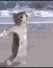 a cat is walking on the beach with its arms outstretched