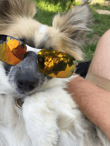 a close up of a dog wearing sunglasses on its face