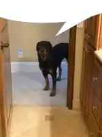 a dog standing in a doorway with a speech bubble behind it