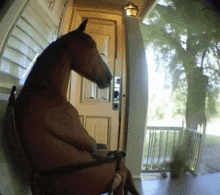 a horse is sitting in a rocking chair on the porch