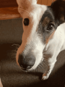 a close up of a black and white dog 's nose