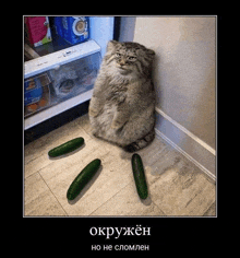 a picture of a cat sitting next to cucumbers with a caption in a foreign language