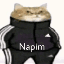 a cat is wearing a black jacket and pants with the word napim on it .