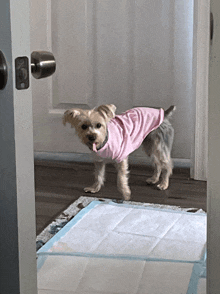 a small dog wearing a pink shirt is standing next to a door