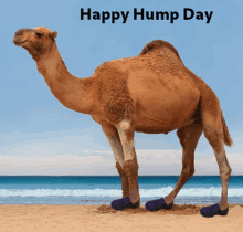 a camel wearing purple shoes on the beach with the words happy hump day below it