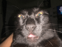 a close up of a black cat 's face with yellow eyes