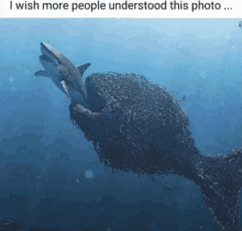 a shark is eating a fish in the ocean with a caption that says i wish more people understood this photo