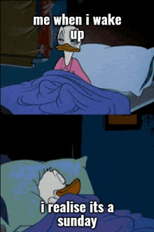 a cartoon of donald duck in bed with the caption me when i wake up i realise it 's a sunday