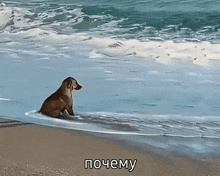 a painting of a dog on the beach with the caption " почему " below it