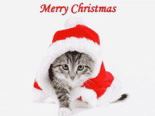 a cat wearing a santa hat with the words merry christmas on the bottom