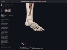 a computer screen shows a skeleton of a foot and says motion mode at the top