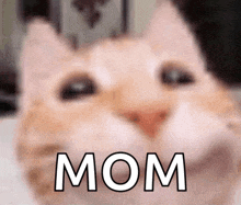 a close up of a cat 's face with the word mom written on it