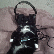 a black and white cat is wearing headphones and a thermometer