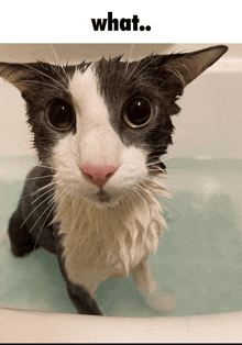 a black and white cat in a bathtub with the words what written above it