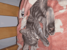 a cat is sleeping on a pink blanket