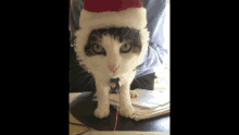 a cat is wearing a santa hat and looking at the camera