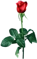 a single red rose with green leaves and a white background